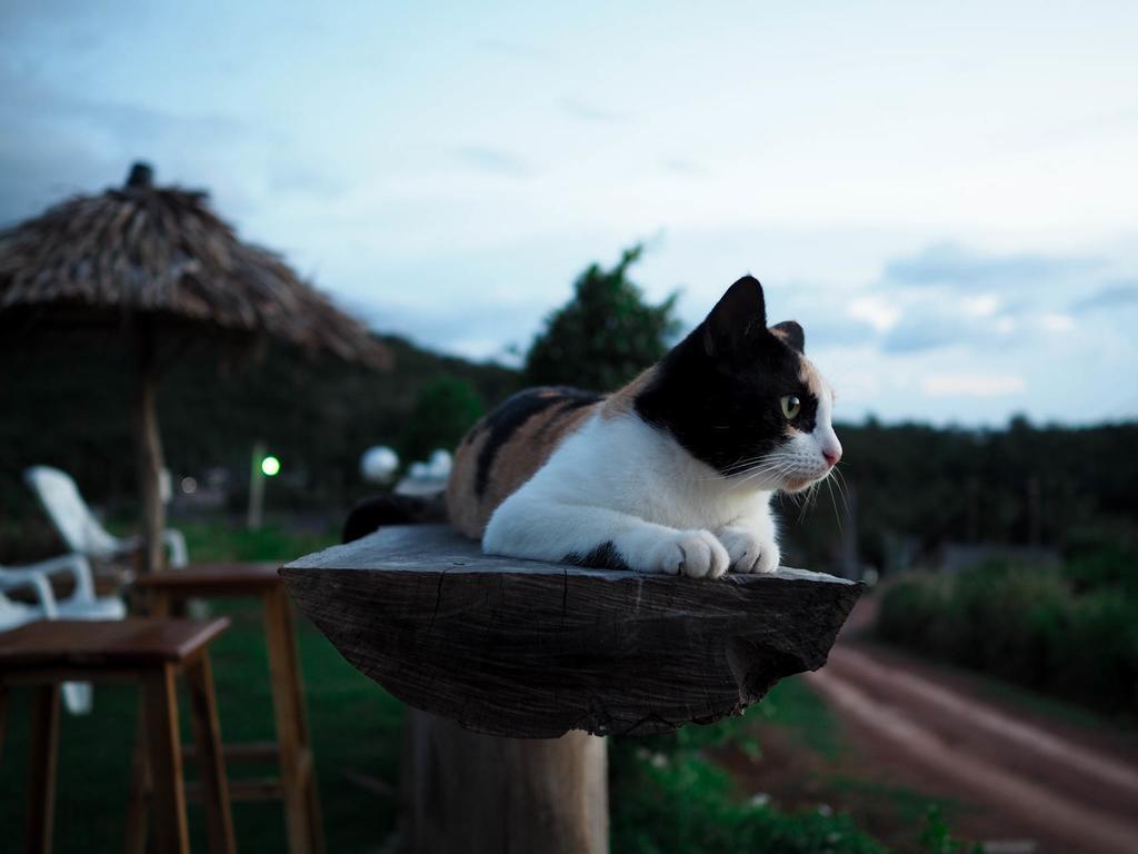 Cat Bungalow Koh Lanta Exterior foto