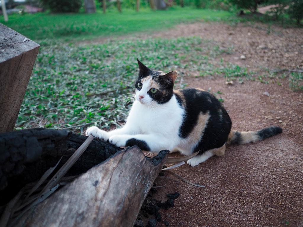 Cat Bungalow Koh Lanta Exterior foto